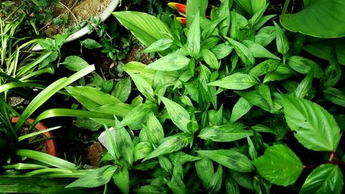 Full frame shot of green leaves