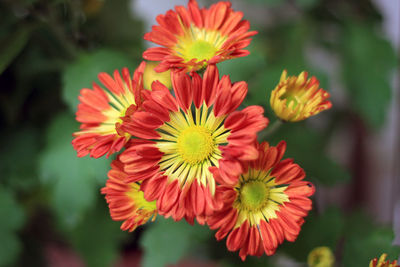 Close-up of red flowering plant