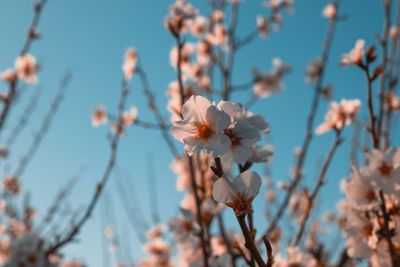 Close-up of cherry blossom against sky