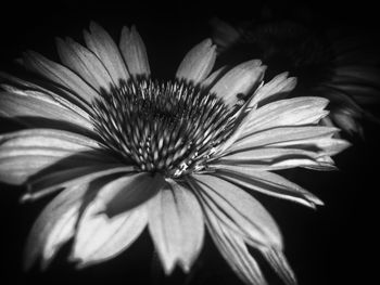 Close-up of flower over black background