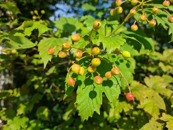 Close-up of berries growing on tree