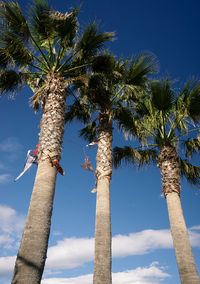 Low angle view of coconut palm tree against blue sky