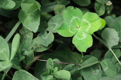 High angle view of green leaves