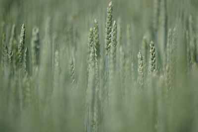 Green grain field in early summer