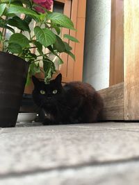 Portrait of cat sitting on floor