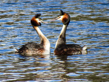 Ducks in a lake