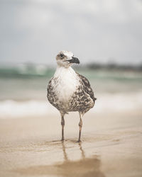 Close-up of seagull on beach