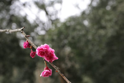 Close-up of pink flowers on branch