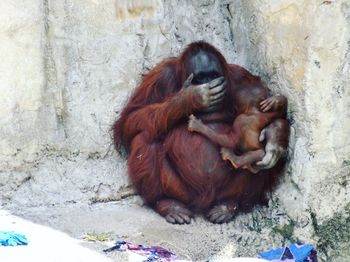 Close-up of monkey sitting outdoors