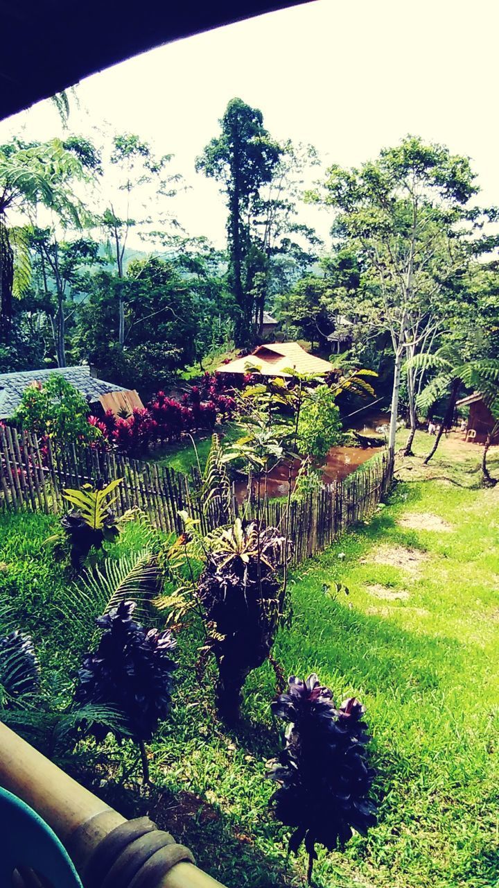 PLANTS AND TREES IN YARD