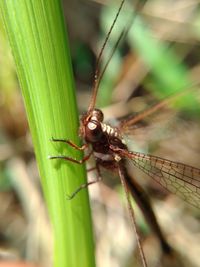 Close-up of insect on leaf