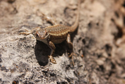 Close-up of lizard