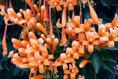 Close-up of orange flowering plants