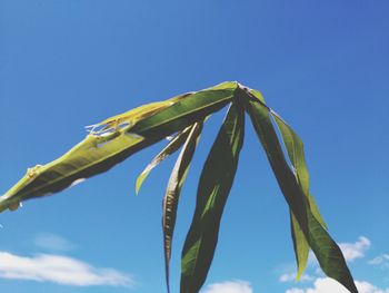 Low angle view of plant against blue sky