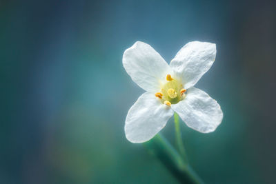 Close-up of white flowering plant