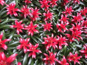 High angle view of red flowering plants