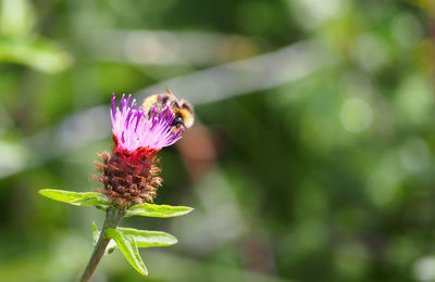 Close-up of bee pollinating on pink flower