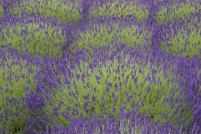 Full frame shot of purple flowering plants