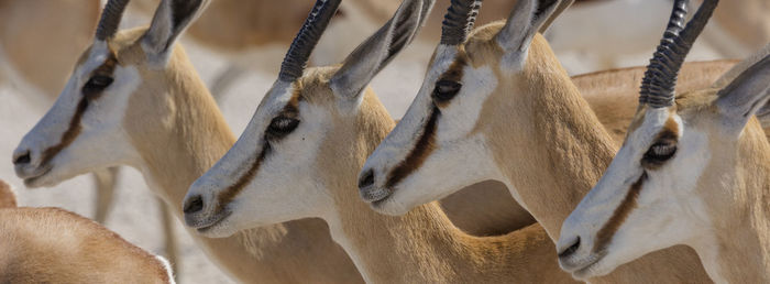 Springboks at etosha, the national park of namibia