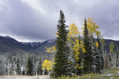 Yellow aspens and green fir trees with snow in colorado