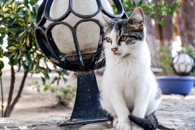 Close-up portrait of a cat