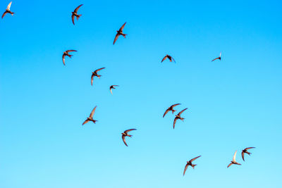 Low angle view of birds flying against blue sky