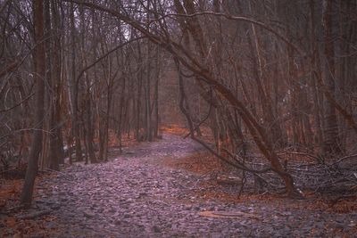 Bare trees in forest