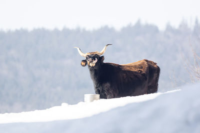 Portrait of cow standing on rock