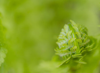 Close-up of fresh green plant