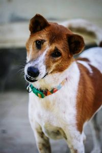 Close-up portrait of a dog looking away