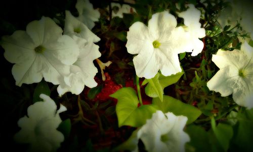 Close-up of white flowers blooming outdoors