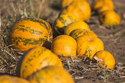 Close-up of pumpkins in field