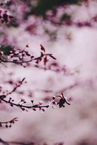 Cherry blossom background