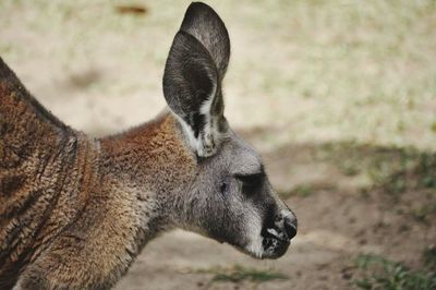 Close-up of giraffe