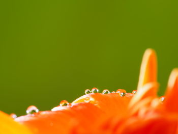Close-up of insect on red flower