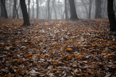 Leaves fallen on tree in forest during autumn