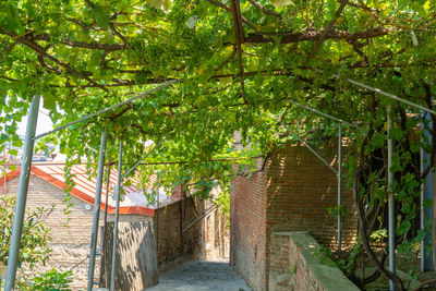 Footpath amidst trees and plants outside house