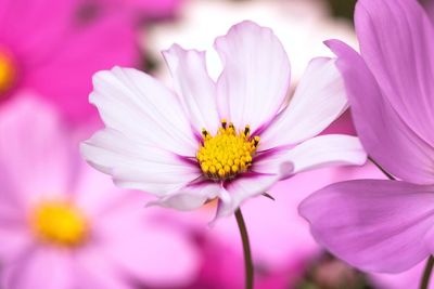 Close-up of pink cosmos flower