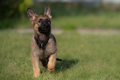 Portrait of dog on field