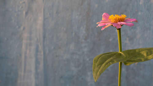 Close-up of pink flowering plant against wall