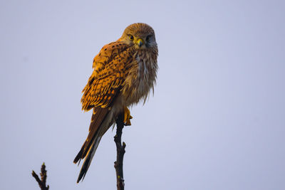 Low angle view of owl perching against clear sky