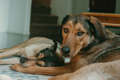 Portrait of dogs relaxing at home