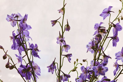 Close-up of purple flowering plants