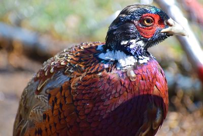 Ringneck pheasant