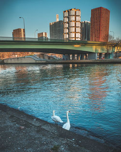 Seagulls on river in city