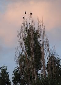 Low angle view of trees against sky