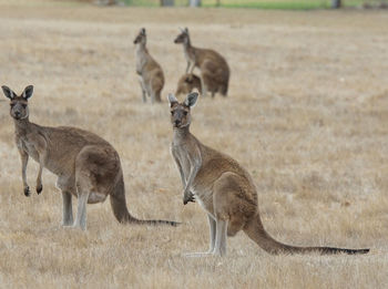 Western grey kangaroo, macropus fuliginosus,  photo was taken in western australia