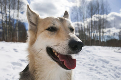 Close-up of dog on snow covered land