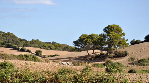 Scenic view of landscape against clear blue sky