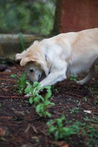 Close-up of dog